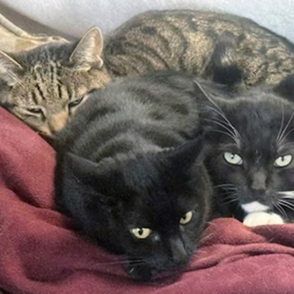 This photo provided by Joseph Journell of San Bernardino, Calif. shows two of his cats, Alexander, background, and Tuxsie, right, who died from bird flu after they drank raw cow's milk. Cleo, center, did not drink the milk and remained healthy. (Joseph Journell via AP)