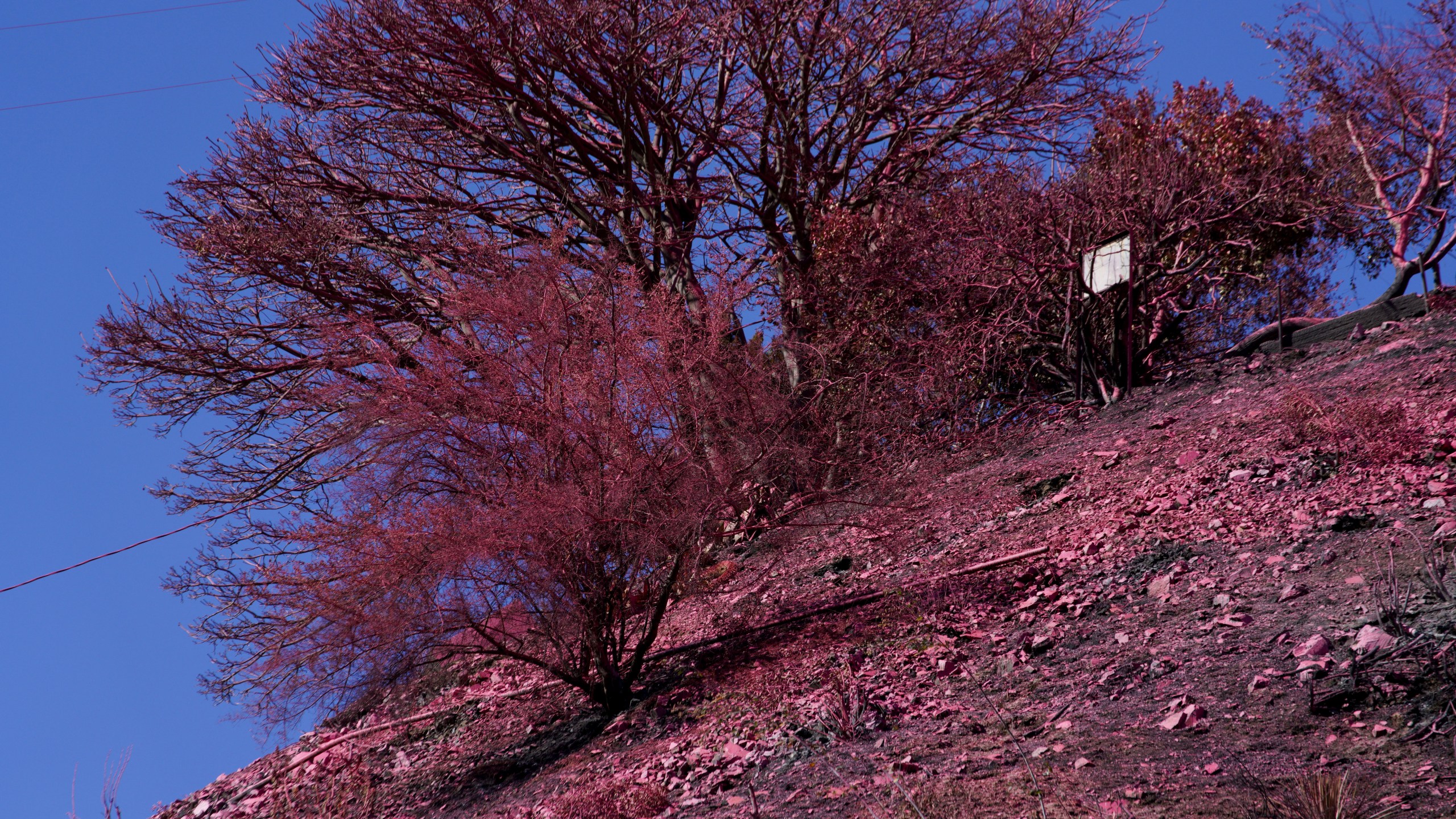 Retardant covers a hillside after crews battled the Palisades Fire in Mandeville Canyon Monday, Jan. 13, 2025 in Los Angeles. (AP Photo/Richard Vogel)