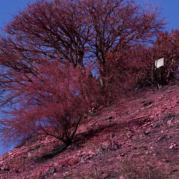 Retardant covers a hillside after crews battled the Palisades Fire in Mandeville Canyon Monday, Jan. 13, 2025 in Los Angeles. (AP Photo/Richard Vogel)