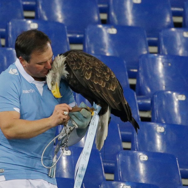 FILE - Lazio's mascot Olympia is recovered by falconer Juan Bernabe after escaping prior to the start of a Serie A soccer match between Lazio and AC Milan at Rome's Olympic stadium, Saturday, Jan. 24, 2015. (AP Photo/Gregorio Borgia, File)