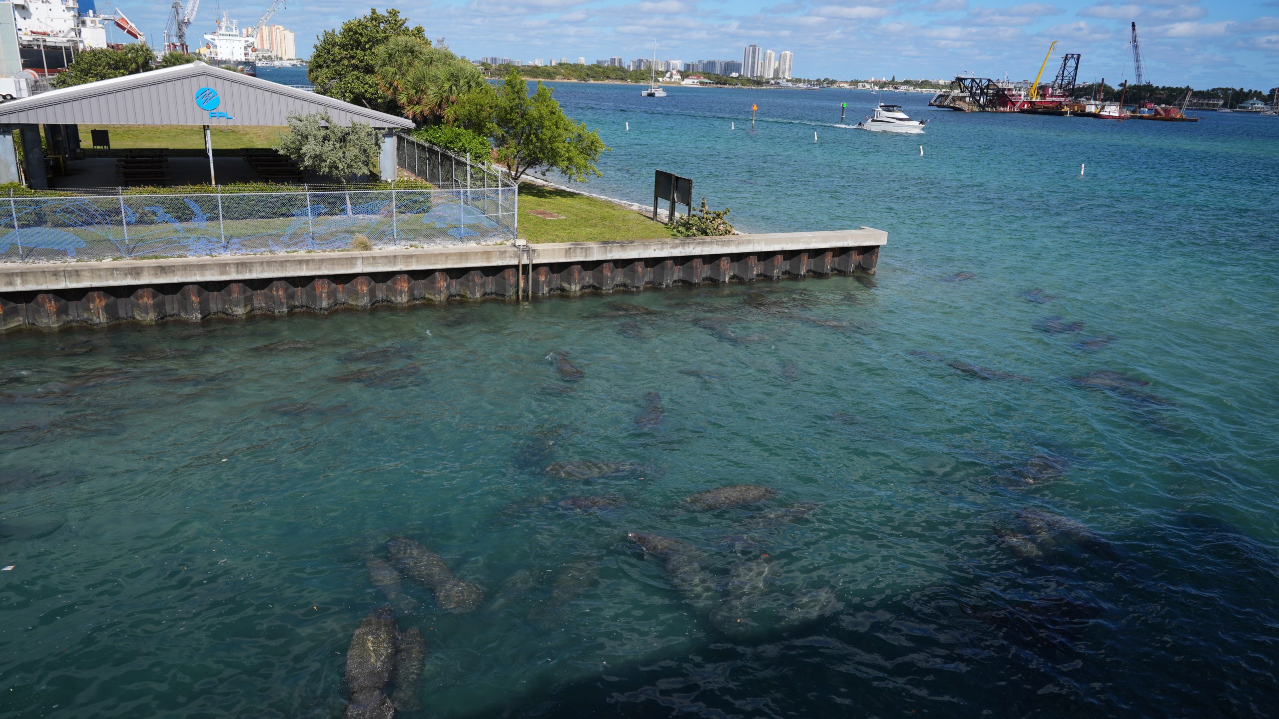 Manatees gather near the warm-water outflows of a Florida Power & Light Company power plant, where the company operates the free Manatee Lagoon attraction, in Riviera Beach, Fla., Friday, Jan. 10, 2025. (AP Photo/Rebecca Blackwell)