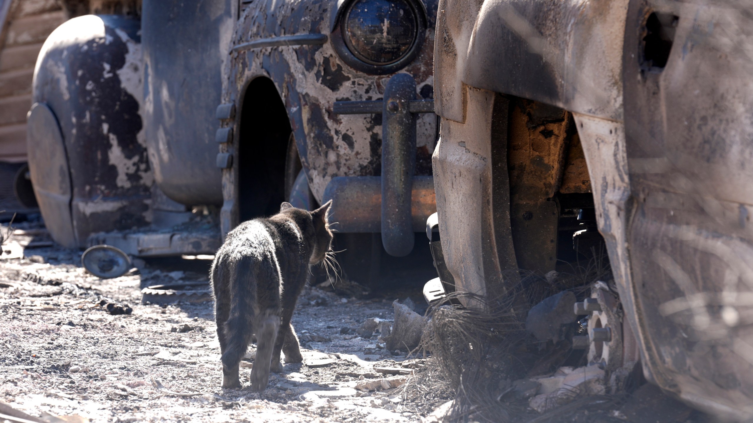 A cat wanders amidst cars destroyed by the Eaton Fire, Tuesday, Jan. 14, 2025, in Altadena, Calif. (AP Photo/Chris Pizzello)