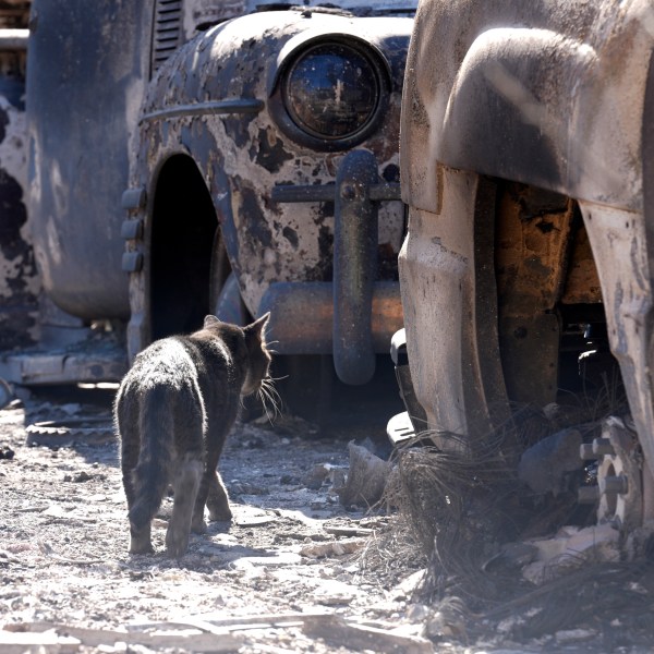 A cat wanders amidst cars destroyed by the Eaton Fire, Tuesday, Jan. 14, 2025, in Altadena, Calif. (AP Photo/Chris Pizzello)