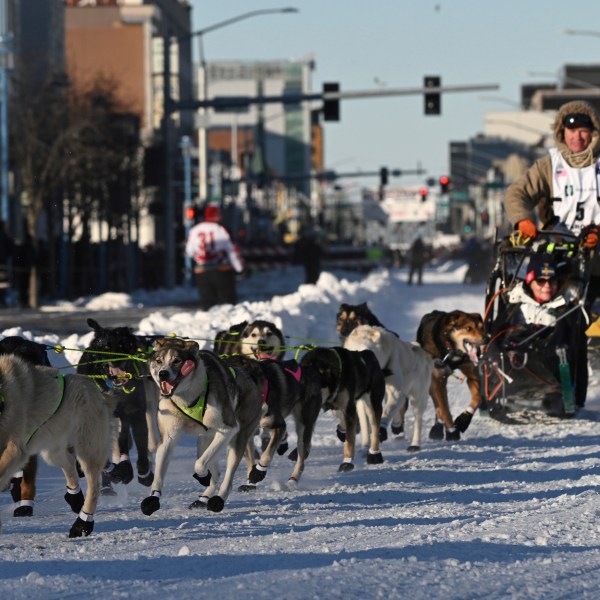 FILE - Mats Pettersson, from Sweden, makes the corner onto Cordova Street during the Iditarod Trail Sled Dog Race ceremonial start in Anchorage, Alaska, on Saturday, March 2, 2024. (Bob Hallinen/Anchorage Daily News via AP, File)